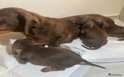 Miniature Dachshund dogs for sale: Miniature dachshund puppys - Image 10