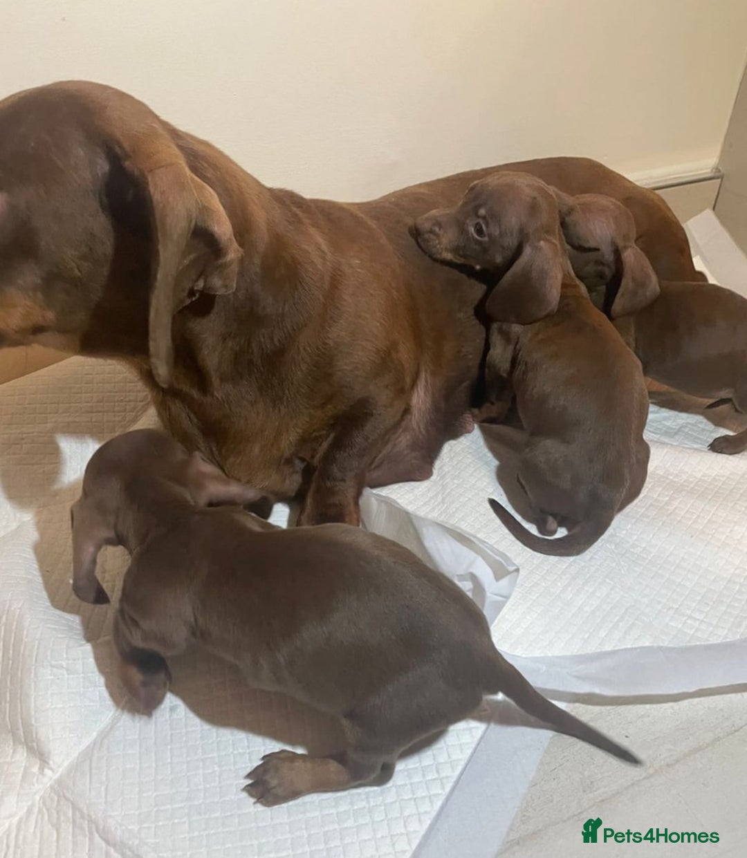 Miniature Dachshund dogs for sale: Miniature dachshund puppys - Image 10