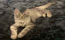 Maine Coon cats for sale: Male Mainecoon - Image 3