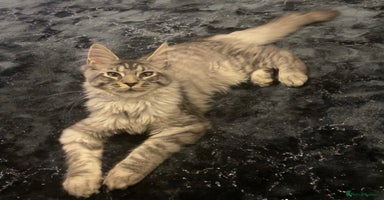 Maine Coon cats - Advert 8
