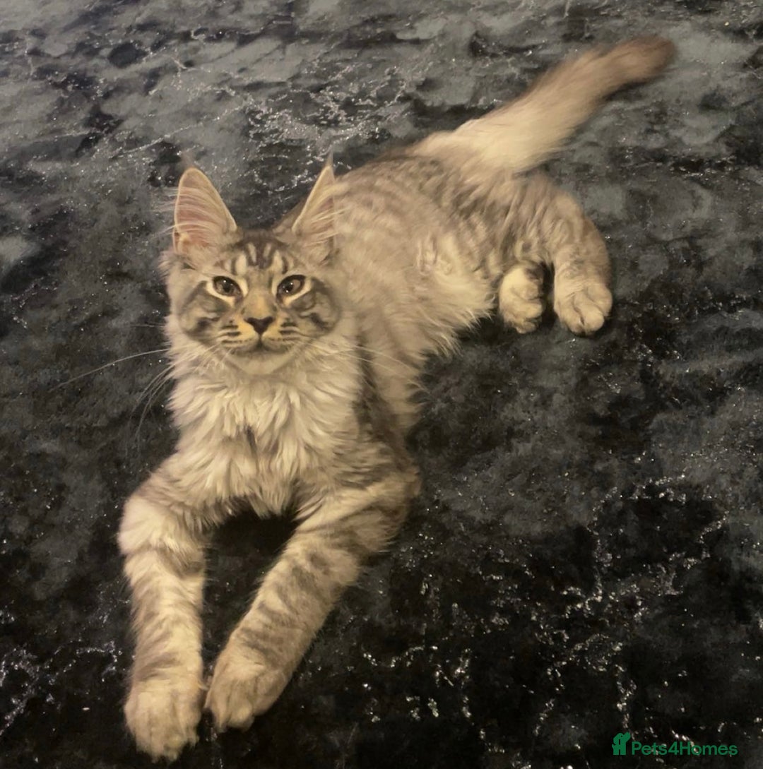 Maine Coon cats for sale: Male Mainecoon - Image 3
