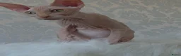 Sphynx cats for sale: 2 Stunning Sphynx Boys – Ready Now 💙 - Advert 23