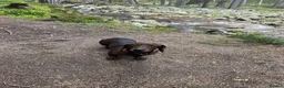Dachshund dogs for sale: Wire-haired Dachshund Puppy for Sale in Ballater - Advert 3