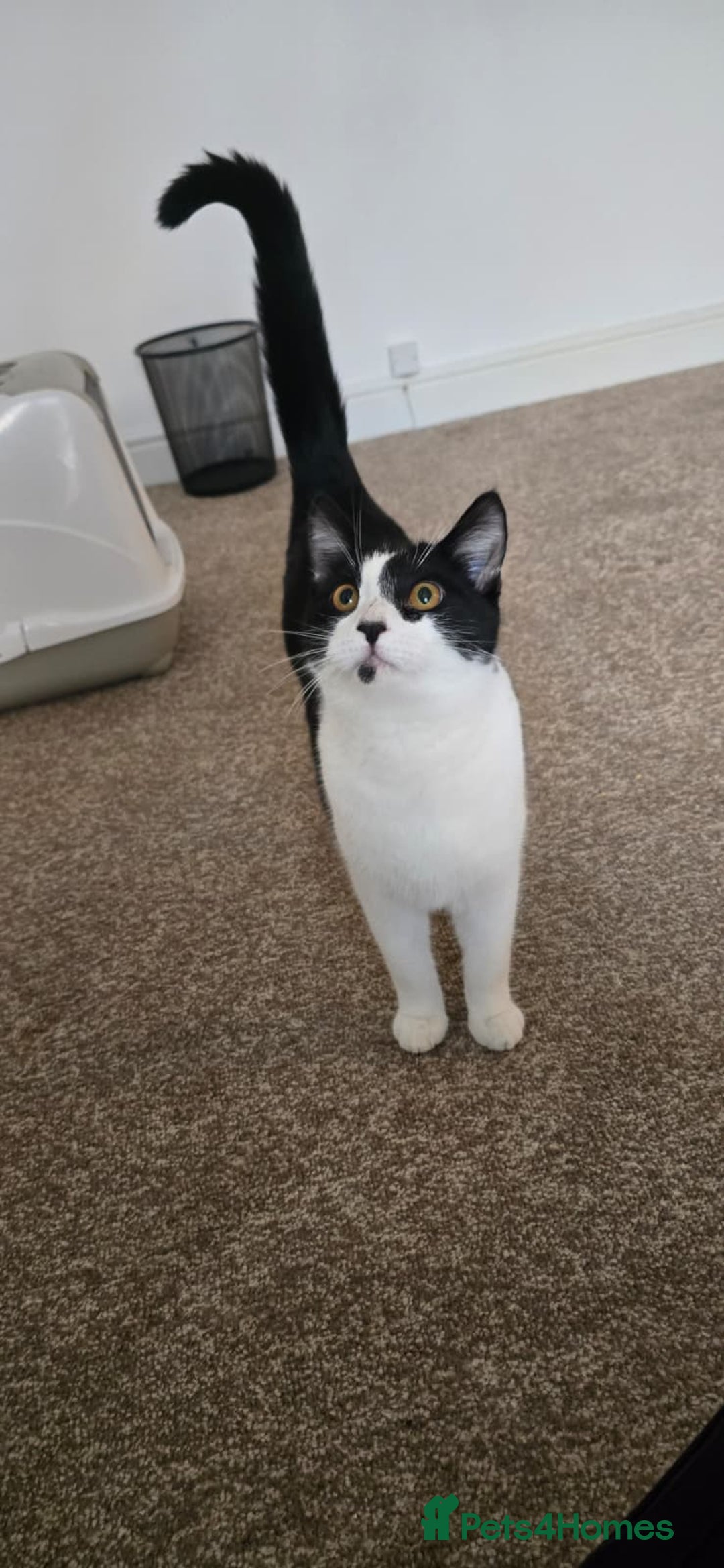 Domestic Shorthair cats for sale: Loving Home Wanted for Suzie and Spot Together - Advert 10