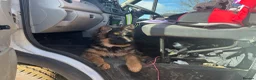 German Shepherd dogs for sale: LONG COATED GERMAN SHEPHERD GIRL  - Advert 17