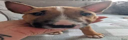 English Bull Terrier dogs for sale: Re advertised due to unforeseen circumstances  in Bishop Auckland - Advert 3