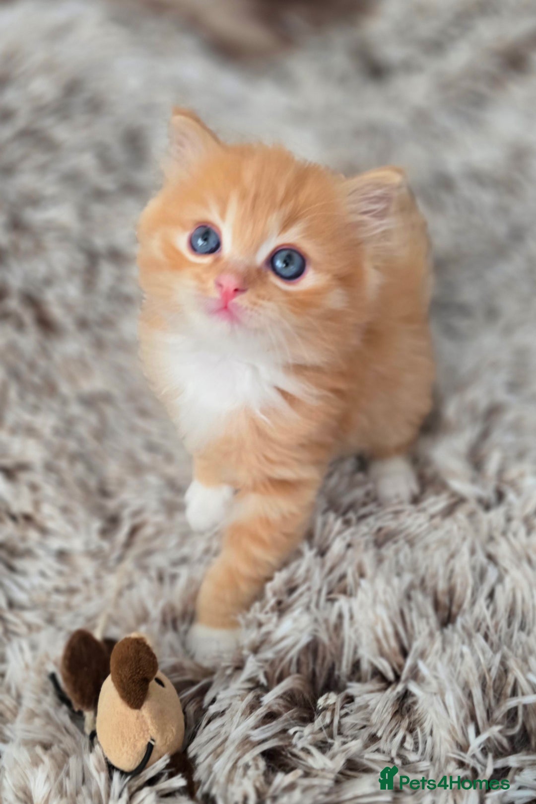 Mixed Breed cats for sale: Red Ginger fluffy kitten boy mix Ragdoll Siberian  - Image 2