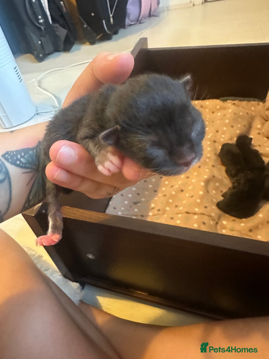 British Shorthair cats for sale: Kittens black/white  - Image 9
