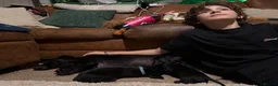 Mixed Breed dogs for sale: 5 week old Dachshund/ Springer Spaniel puppies - Advert 5