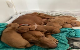 Hungarian Vizsla dogs for sale: 4 adorable Hungarian vizsla BOYS available - Image 20