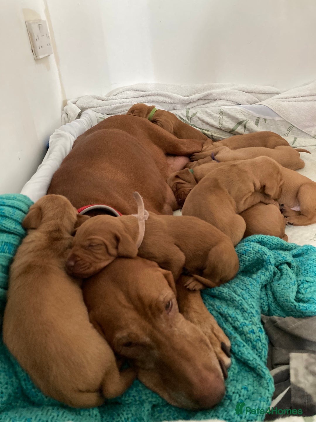 Hungarian Vizsla dogs for sale: 4 adorable Hungarian vizsla BOYS available - Image 20