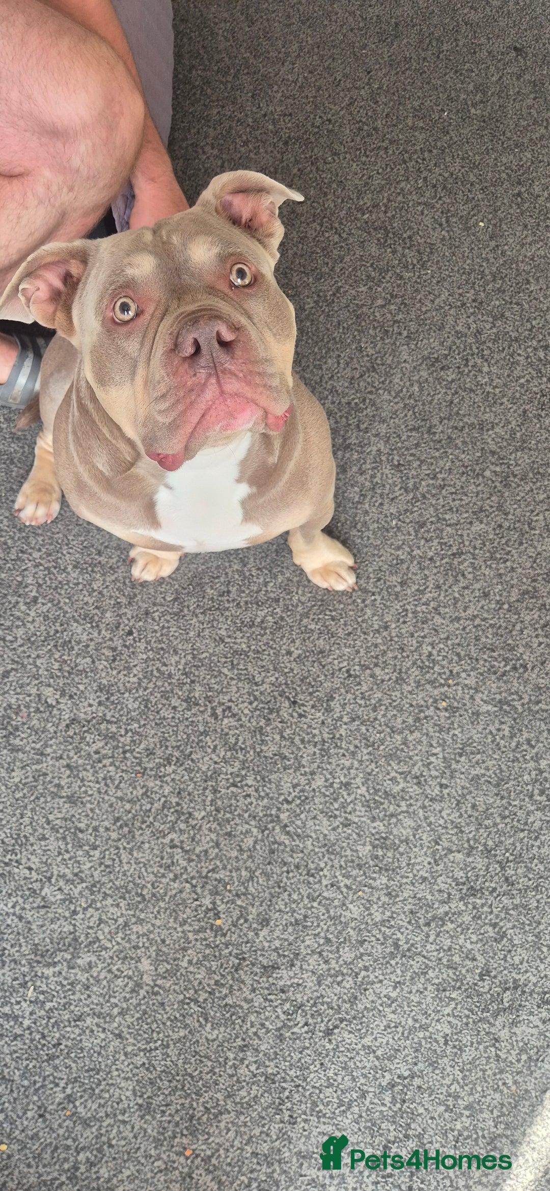 American Bully dogs for stud: American bully for stud  - Image 3