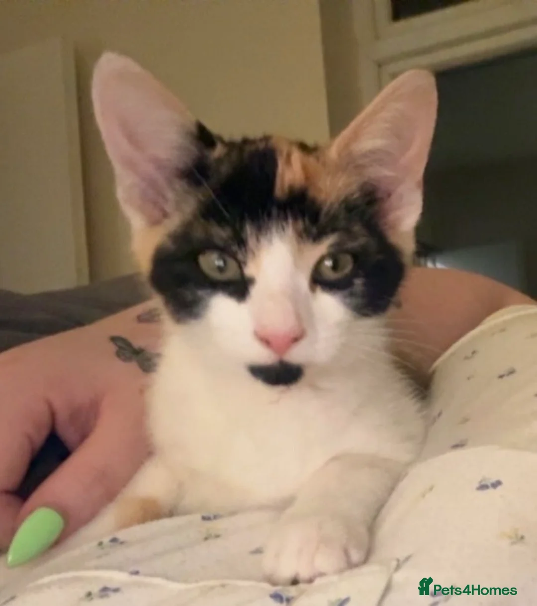Mixed Breed cats for sale: Beautiful 15 week kitten - Advert 2