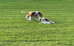 Cavalier King Charles Spaniel dogs for sale: Beautiful Blenheim Cavalier King Charles puppies - Image 17