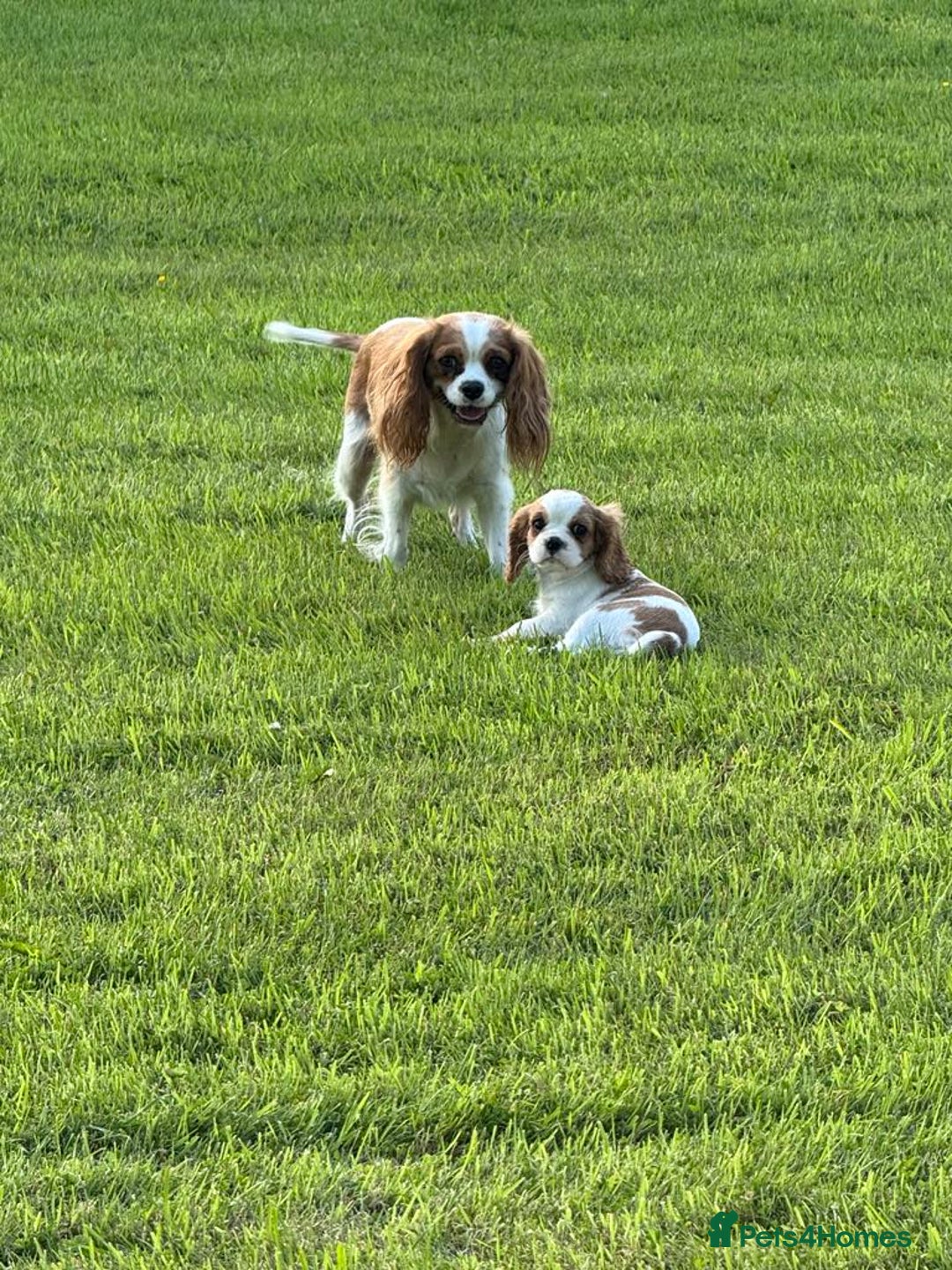 Cavalier King Charles Spaniel dogs for sale: Beautiful Blenheim Cavalier King Charles puppies - Image 17