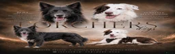 Border Collie dogs for sale: 7 Beautiful chunky border collies - Advert 1