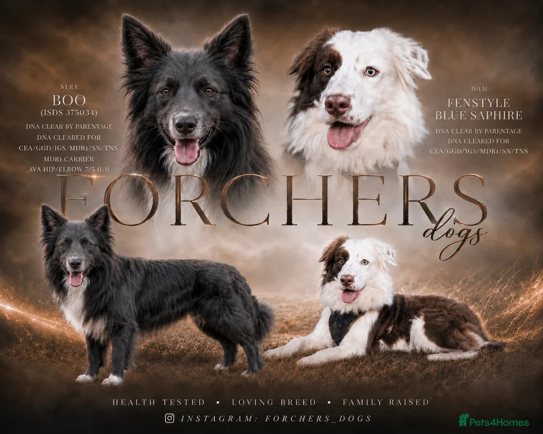 Border Collie dogs for sale: 7 Beautiful chunky border collies - Advert 1