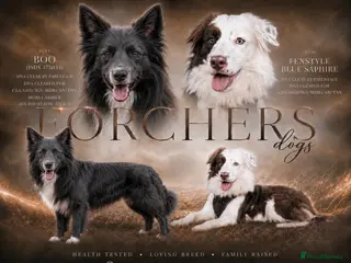 Border Collie dogs 7 Beautiful chunky border collies - Advert 2