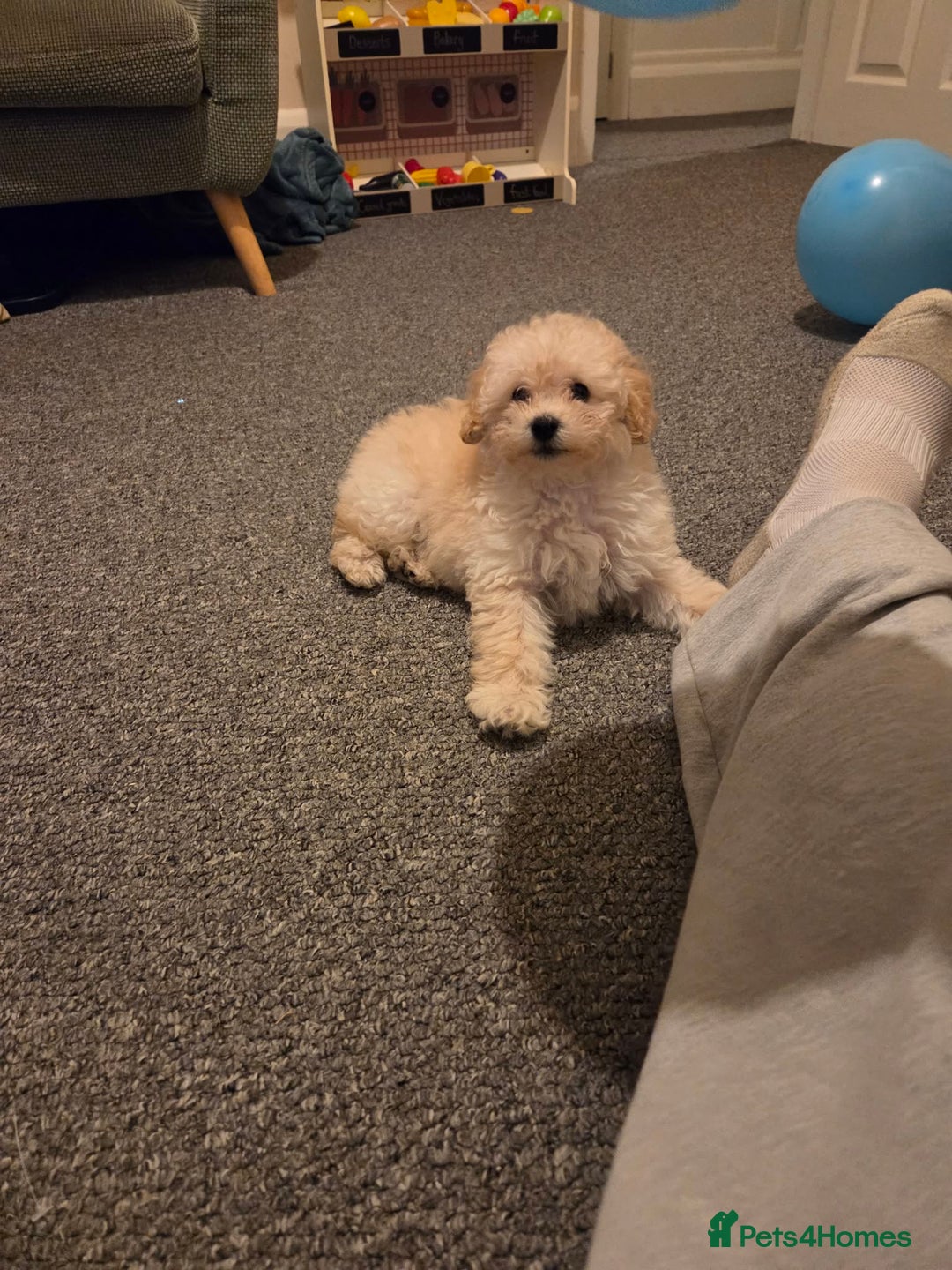 Maltipoo dogs for sale: Nancy (small toy breed cross)  - Advert 4