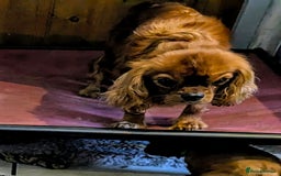 Cavalier King Charles Spaniel dogs for sale: Stunning Deep Ruby Cavalier king Charles puppies  - Image 6
