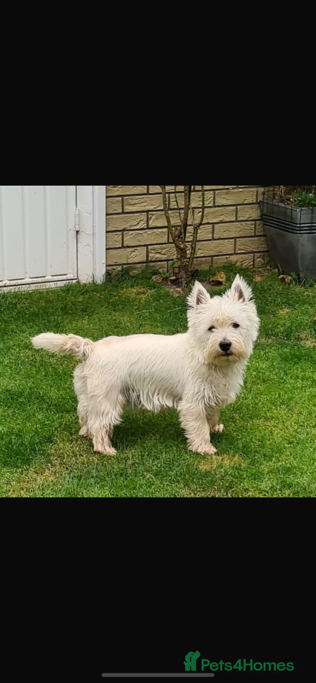 West Highland Terrier dogs for sale: West Highland Terrier - Advert 6