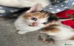 Mixed Breed cats for sale: 3 kittens 2 girls 1 boy  - Image 1