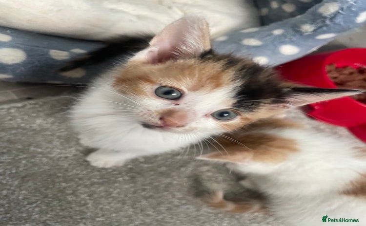 Mixed Breed cats - Advert 4
