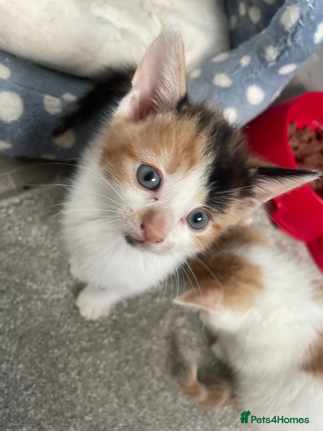 Mixed Breed cats for sale: 3 kittens 2 girls 1 boy  - Image 1