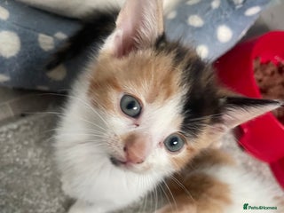 Mixed Breed cats for sale - Advert 1