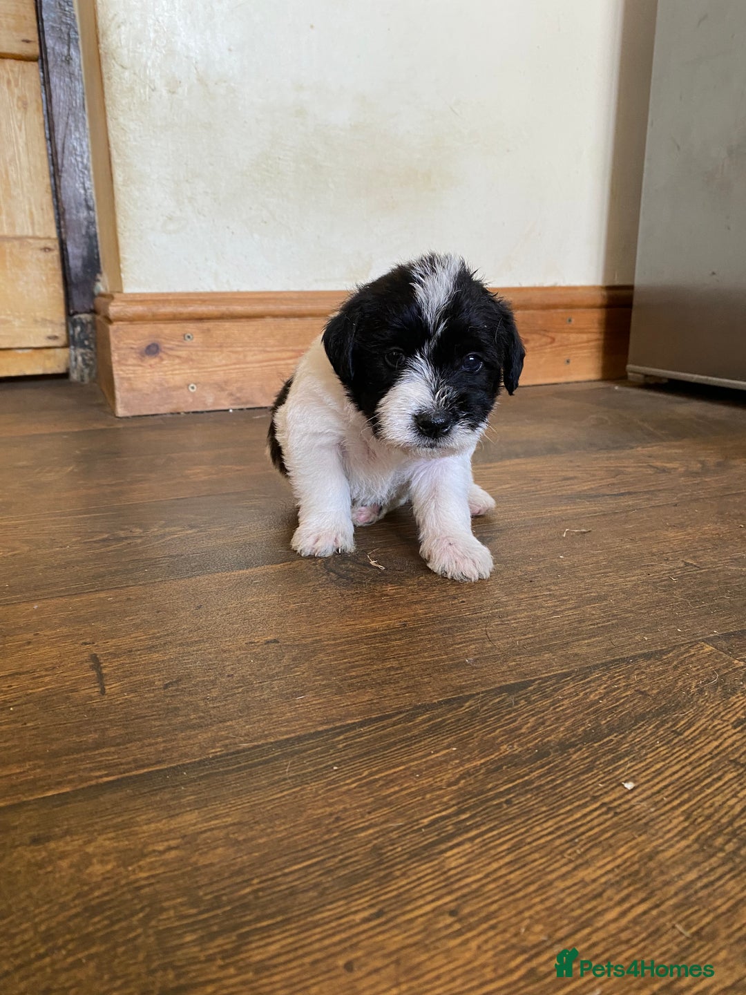 Jackapoo dogs for sale: Beautiful Jackapoo Puppies - Image 11