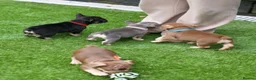French Bulldog dogs for sale: French Bulldog puppies  - Advert 6