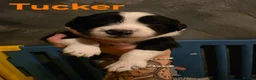 Sprollie dogs for sale: Sprollie Puppies - Advert 5