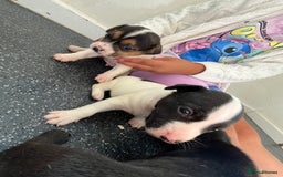 Jack Russell dogs for sale: 2 puppies for sales - Image 12