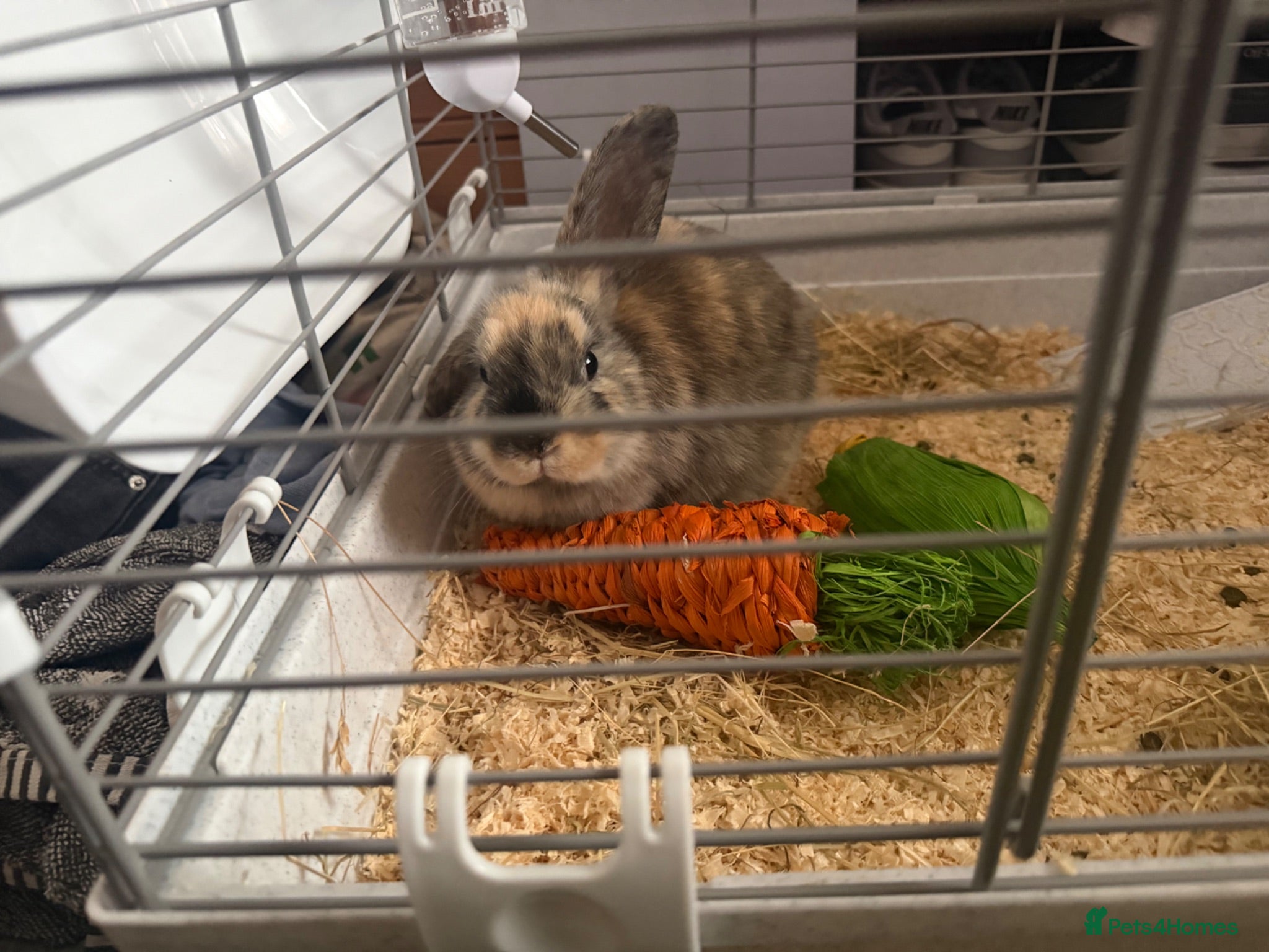 Mixed Breed rabbits 8 Week Old Mixed Colour Rabbit  - Advert 2