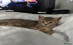 Mixed Breed cats for sale: American bobtail / tortoise shell - Image 6