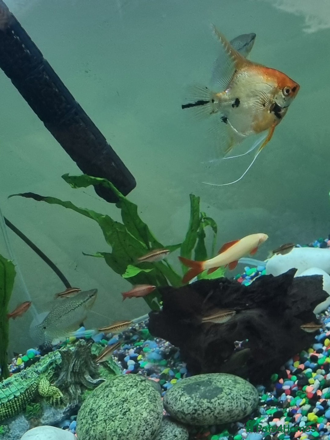 Tetras fish for sale: Different variety of tropical fish  - Advert 2