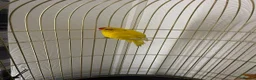 Parakeets birds for sale: kakaraki  in Doncaster - Advert 2