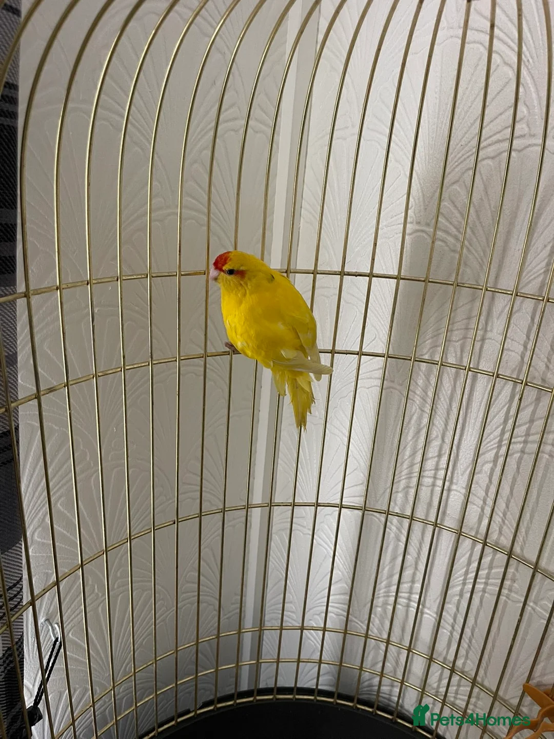 Parakeets birds for sale: kakaraki  in Doncaster - Advert 2