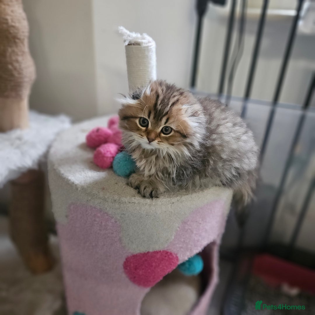 Scottish Fold cats for sale: Reduced💥Scottishfold tica kittens london  - Advert 10
