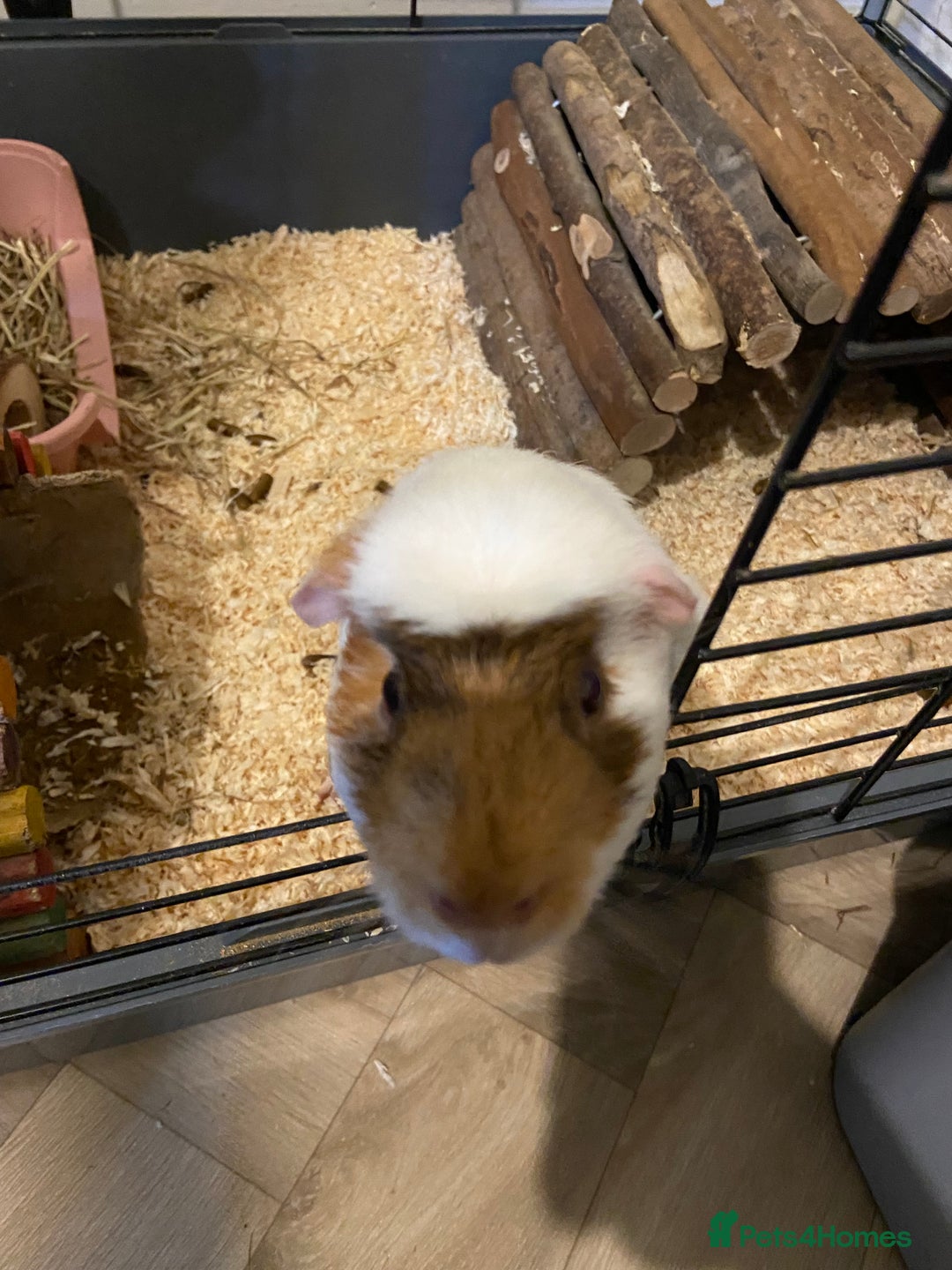 Guinea Pig rodents for sale: 2 Beautiful guinea - Advert 5