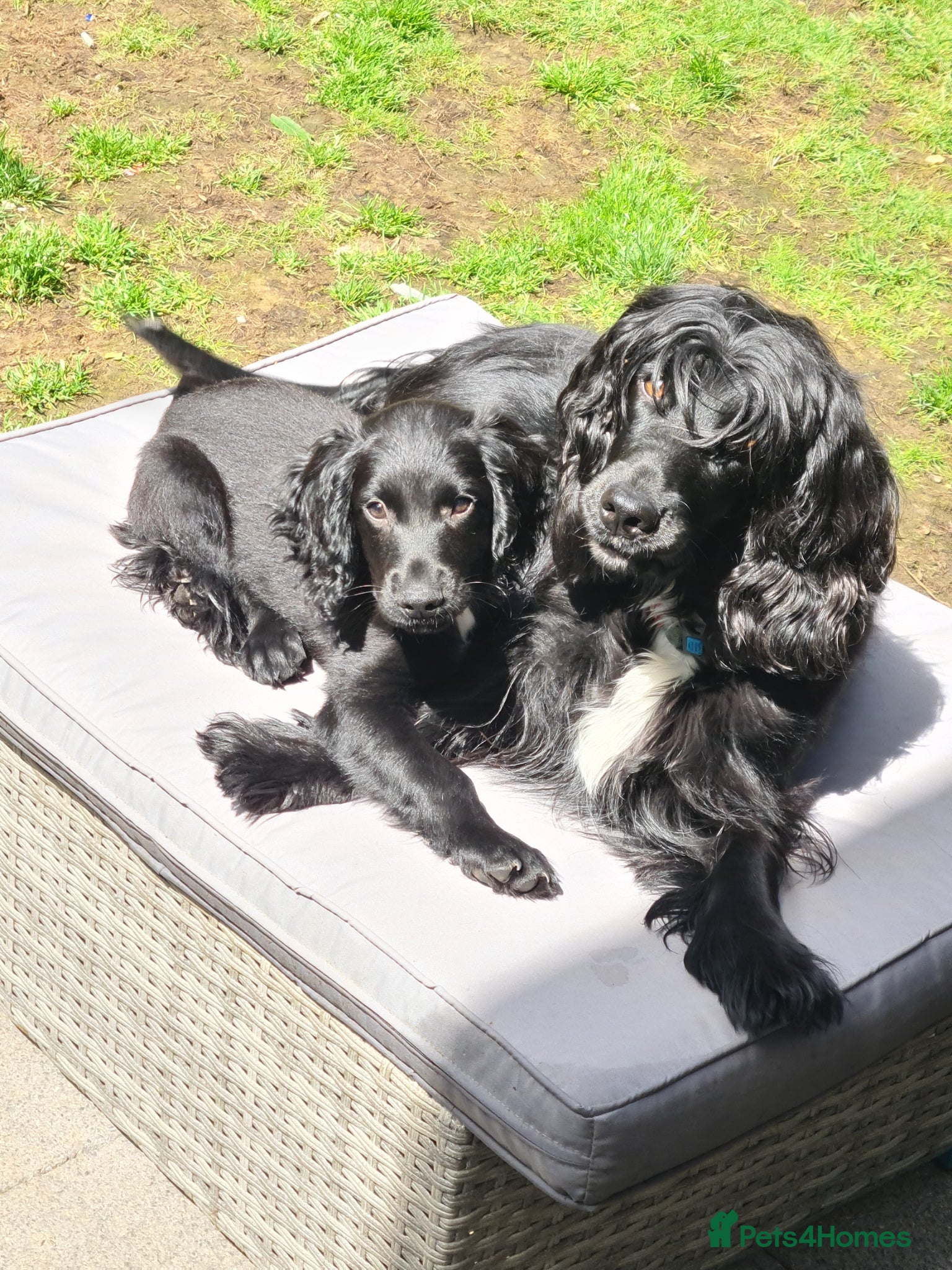 Cocker Spaniel dogs Beautiful Cocker Spaniel Pups - Advert 1