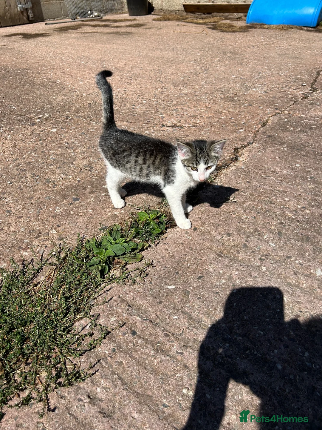 Mixed Breed cats for sale: Beautiful kittens for sale. - Advert 8
