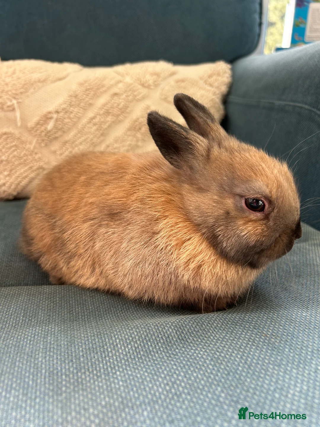 Netherland Dwarf rabbits for sale: 4 female purebred Netherland Dwarf Rabbits  - Advert 6
