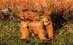 Irish Terrier dogs for sale: Irish Terrier pups expected early December  - Image 12