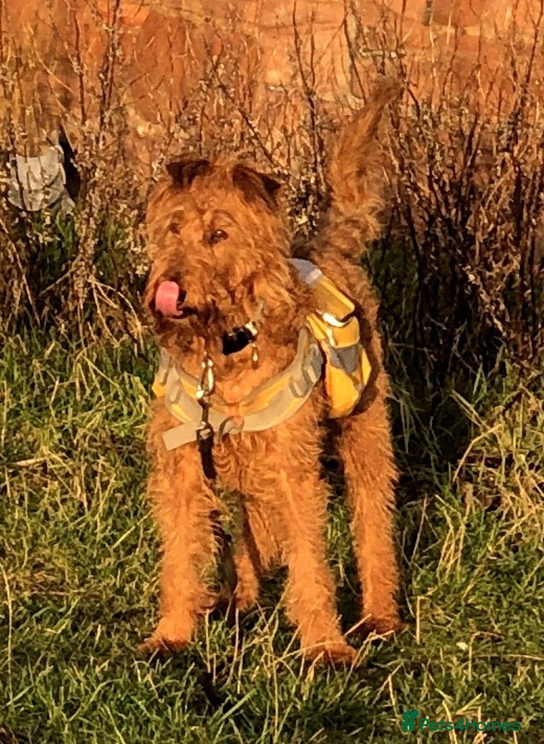 Irish Terrier dogs for sale: Irish Terrier pups expected early December  - Image 12