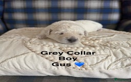 Poochon dogs for sale: Beautiful Poochon Puppies – Ready for Viewing - Image 5