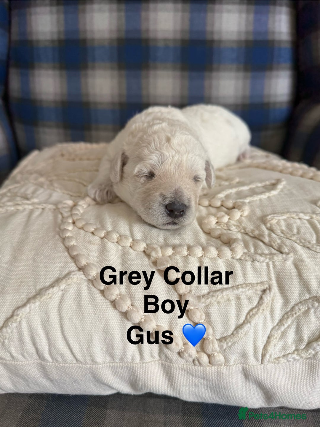 Poochon dogs for sale: Beautiful Poochon Puppies – Ready for Viewing - Image 5