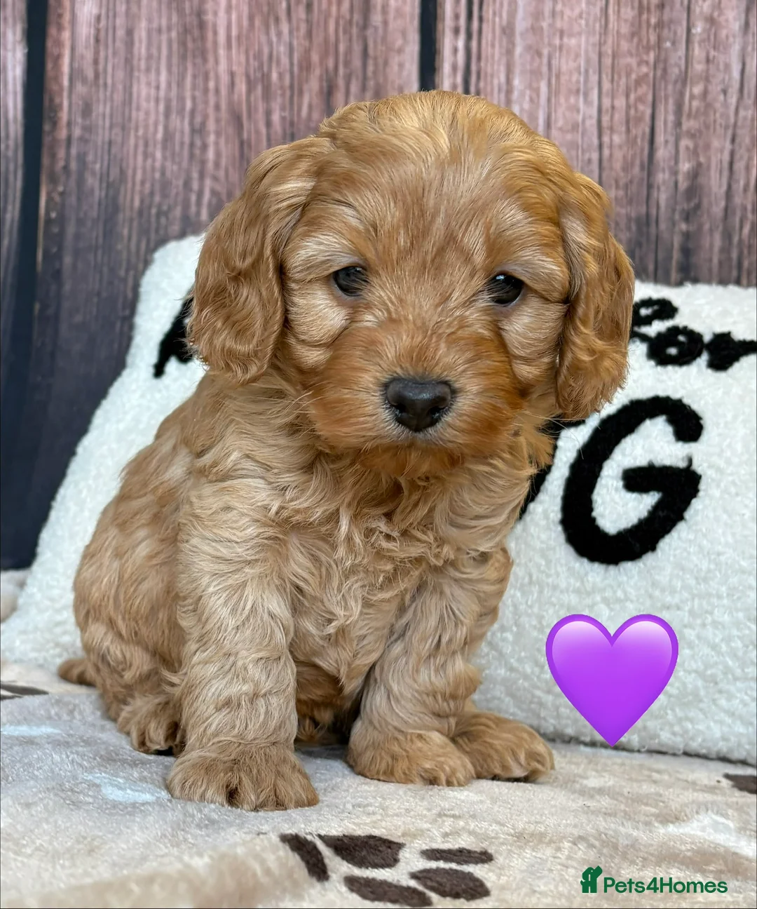 Cockapoo dogs for sale: Outstanding Miniature F1B Cockapoo Male Puppies - Advert 4