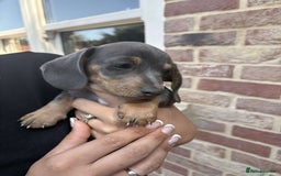 Mixed Breed dogs for sale: Patterjack x daxies  - Image 5