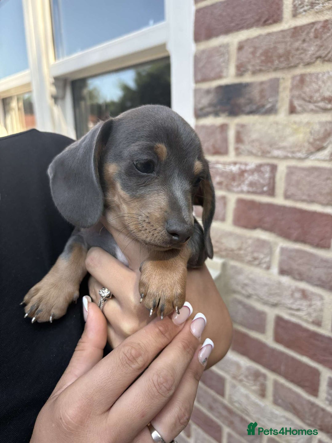 Mixed Breed dogs for sale: Patterjack x daxies  - Image 5